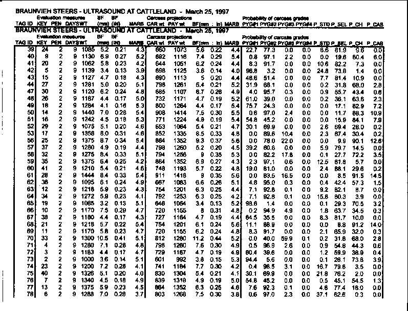Cattleland 1997 Steers.gif (32795 bytes)