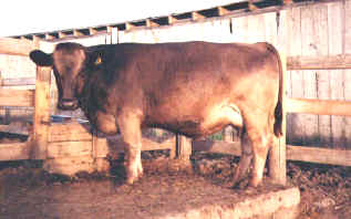 Half blood Braunvieh - Holstein