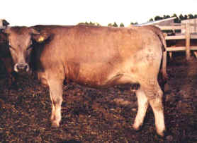 3/4 blood braunvieh - Holstein