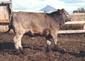 3/4 blood Braunvieh - Holstein Steer
