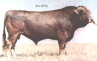 Embryo Sires