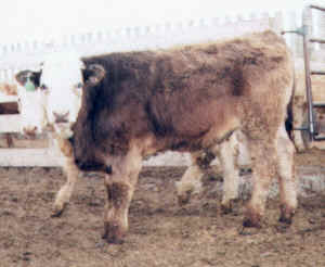 Robert cross heifer