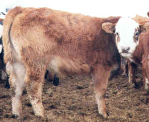 Robert cross heifer