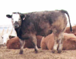 Robert cross steer 1999