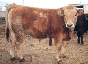 Robert Cross steer 1999