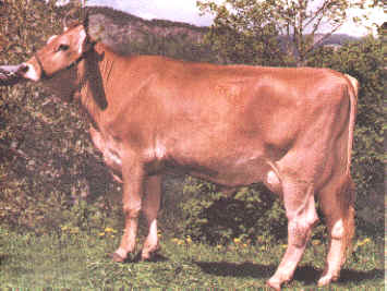 Swiss ideal Cow with excellent distinction